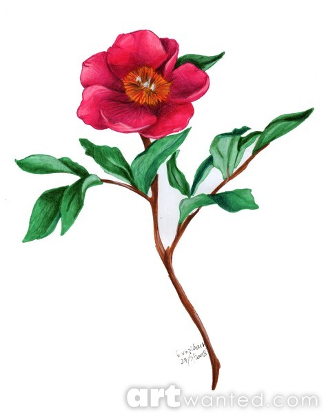 flower paeonia mascula drawing