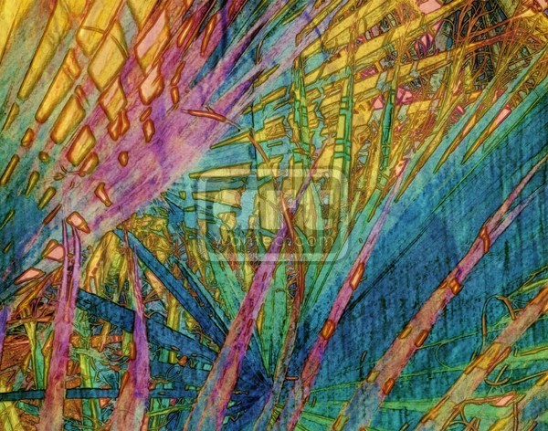 colored palms- the series- 1 of 10