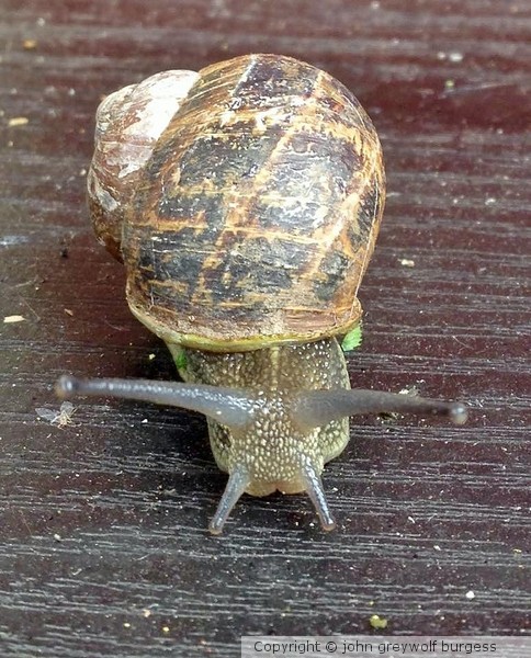 Snail