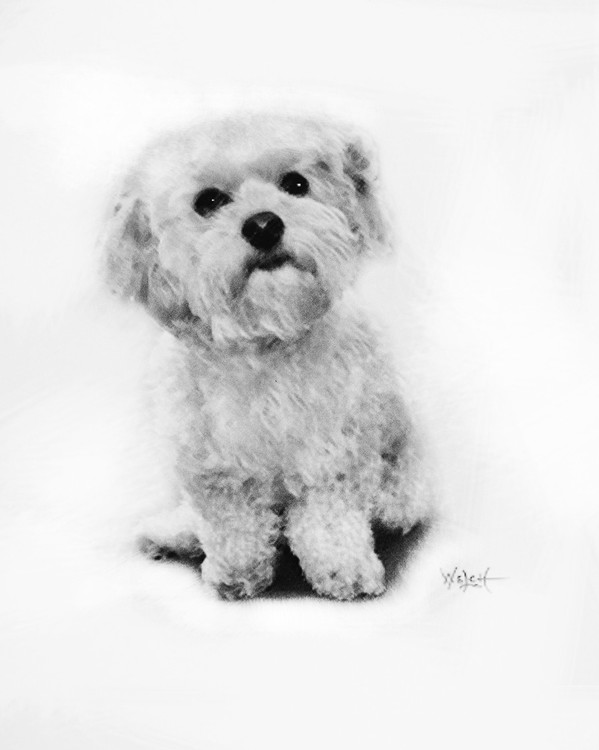 WOOF