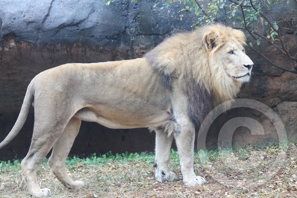 The King Awaits