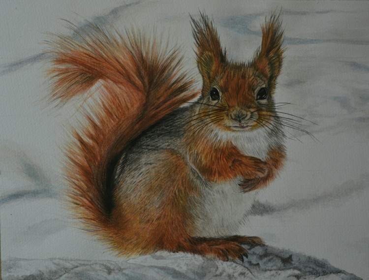 Snow squirrel