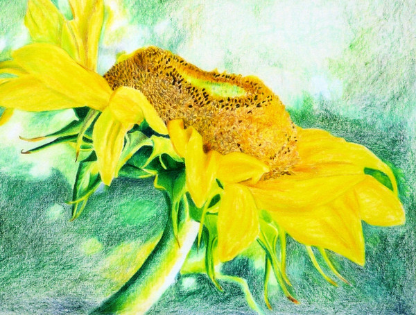 Dancing Sunflower Petals