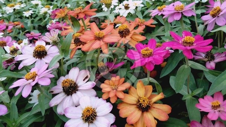 Colourful refreshing flowers