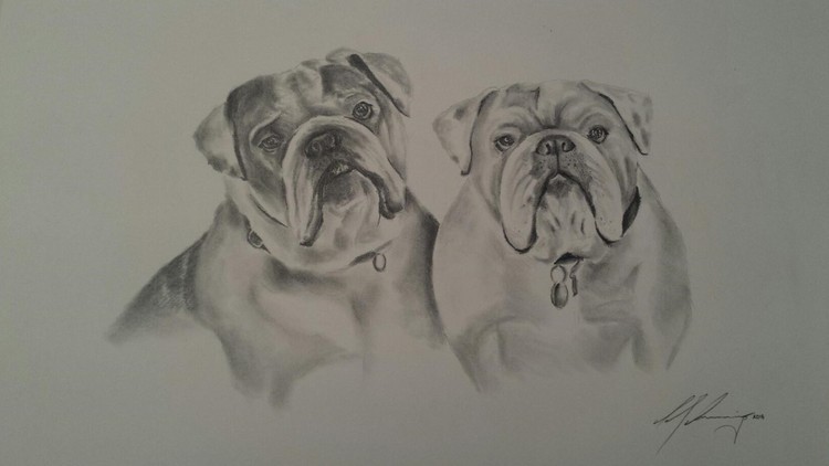 bulldogs