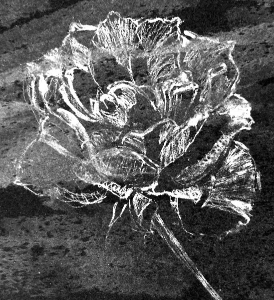 Textured Rose Drawing
