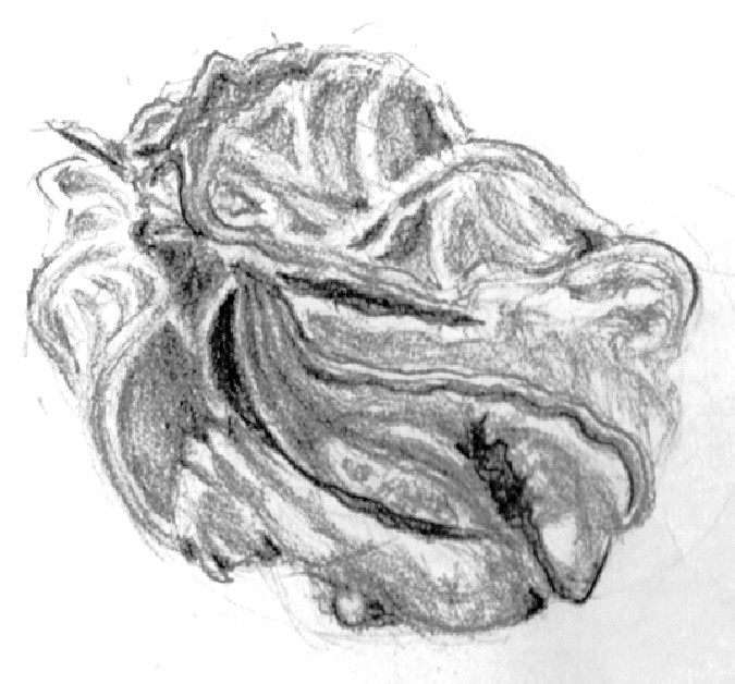 Large Seed Pod Drawing