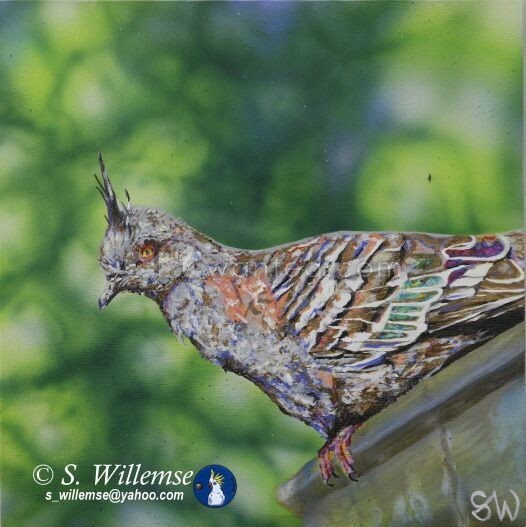Crested Pigeon