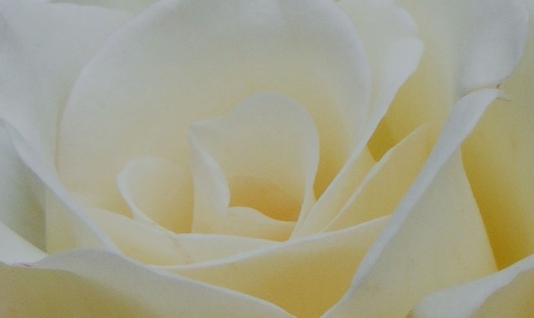 White Rose