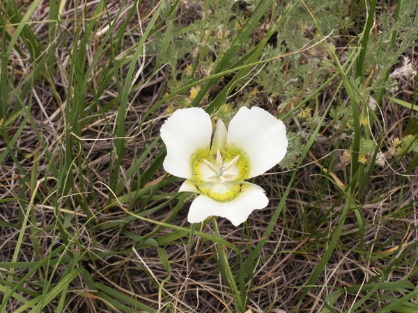 Mariposa Lilly