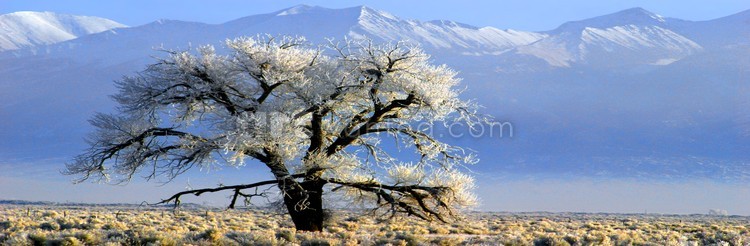 Early frost