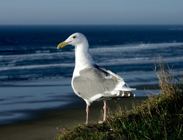 Pondering Gull