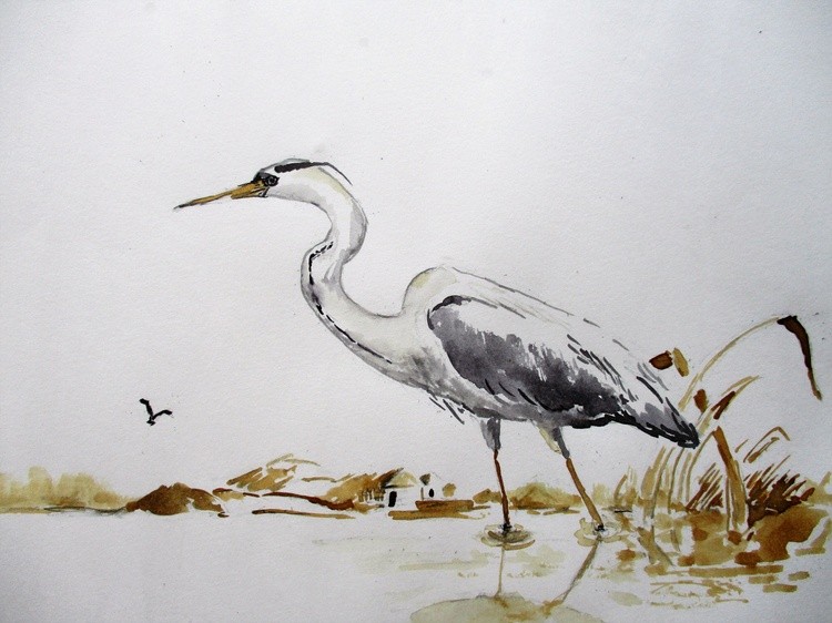Grey Heron