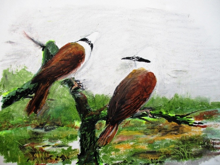 White-crested laughingthrush