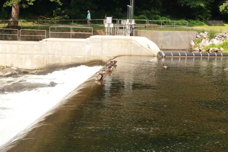ducks 2