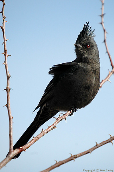Phainopepla