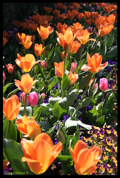 Tulip Fest 6
