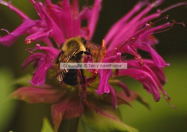 Bee Balm