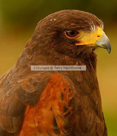 Harris' Hawk