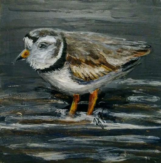 Piping Plover @