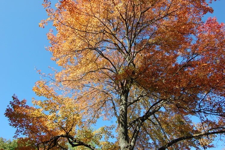 Leaves