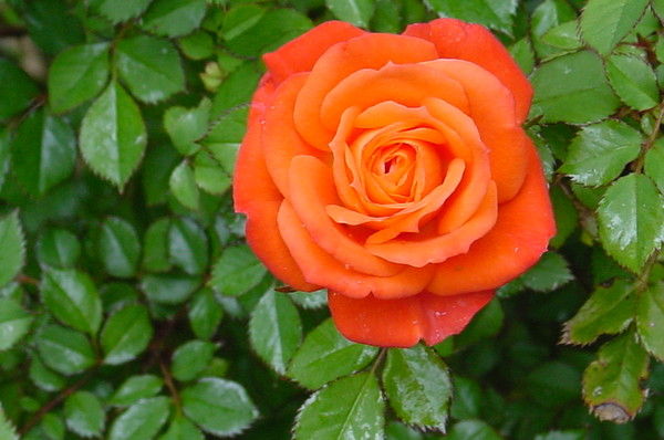 Tiny flower