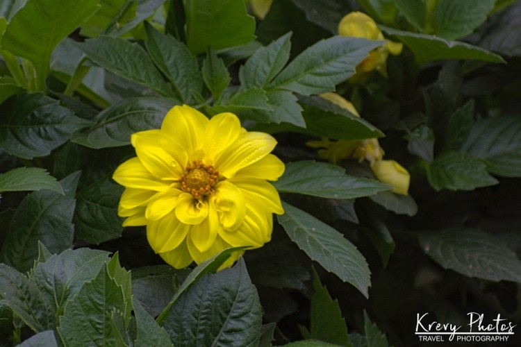 Yellow Dahlia