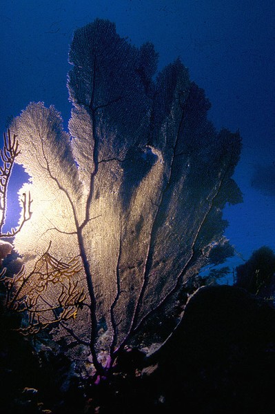 Sea Fan