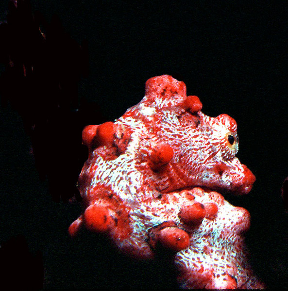Mini pygmy