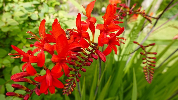 flower-4557137 1920