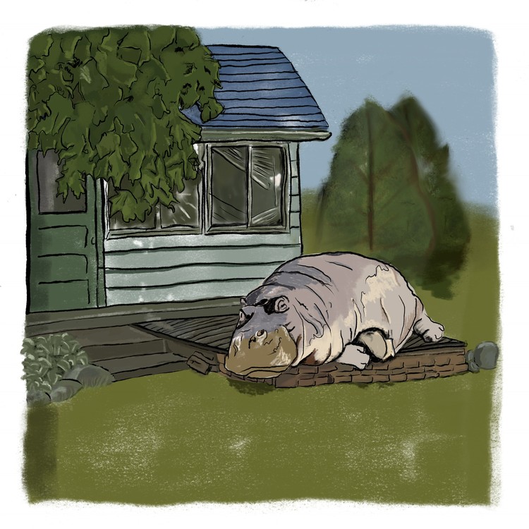 Porch Hippo