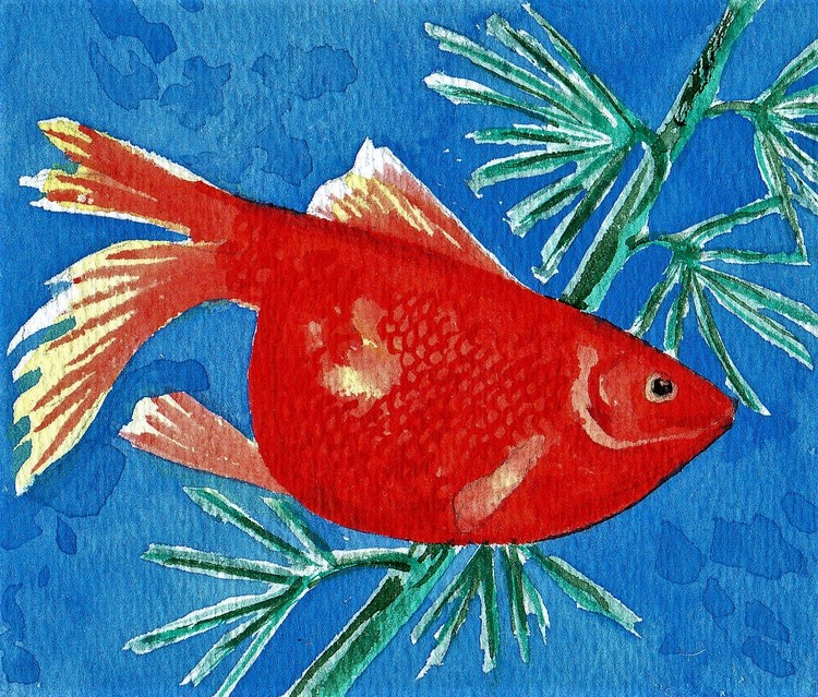 gold fish two