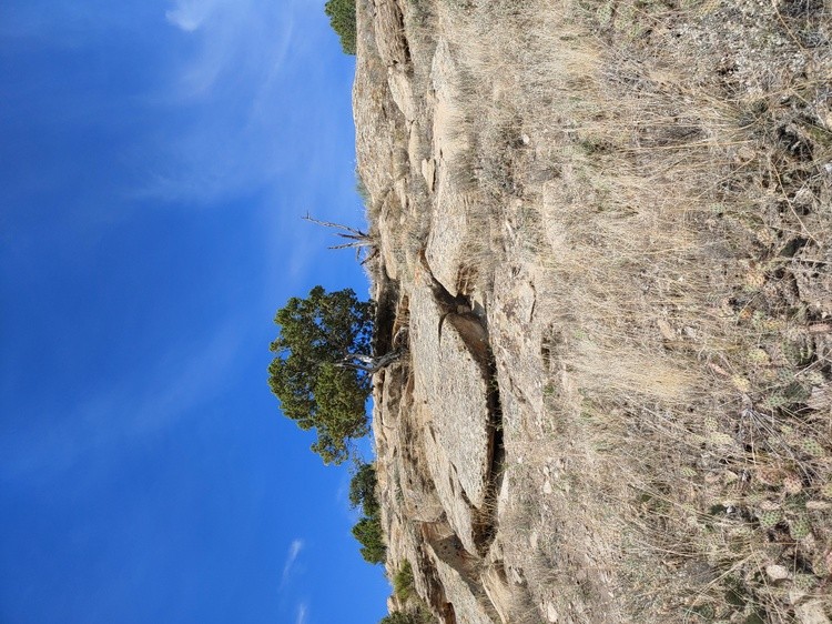 Tree Up top