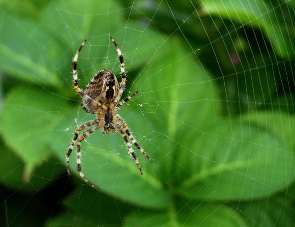 WEB MASTER