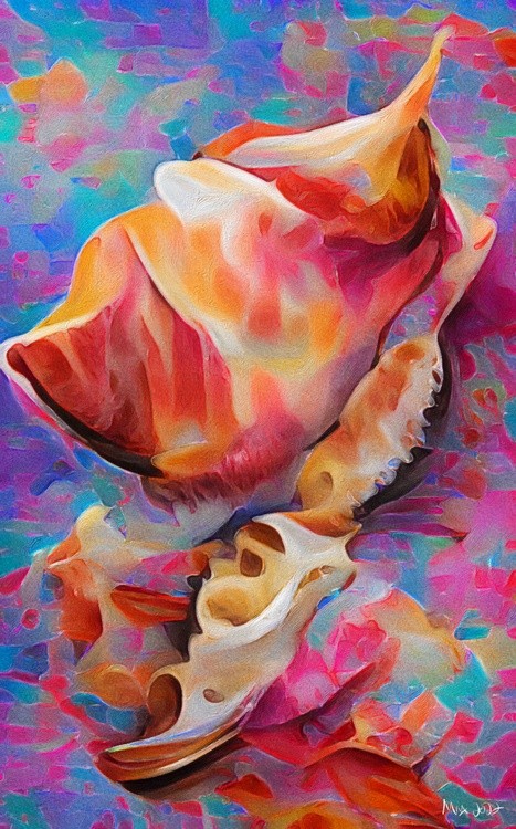 Conch Shell