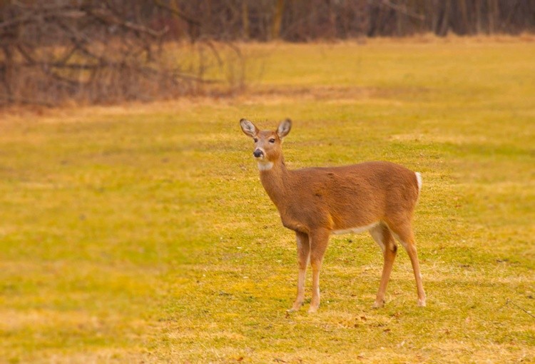 Deer stare