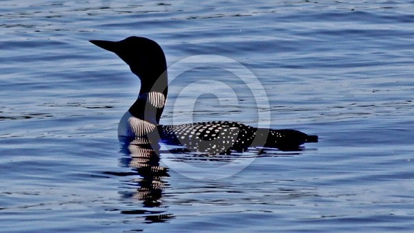 2014 Loons on St. Croix Lake (3)