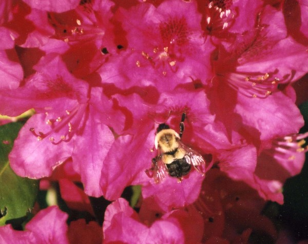 Bumble Flowers