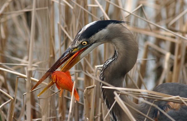 Quite a Colorful Catch!