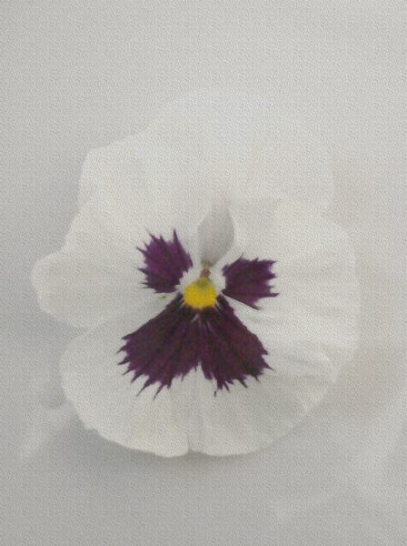 Delicate white