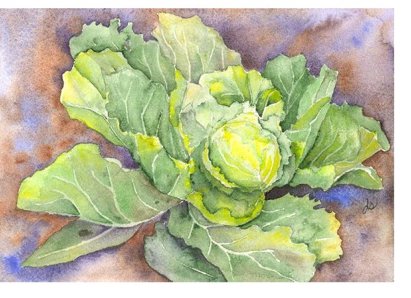 Head of Cabbage