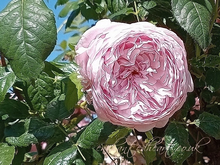Pink Peony Rose