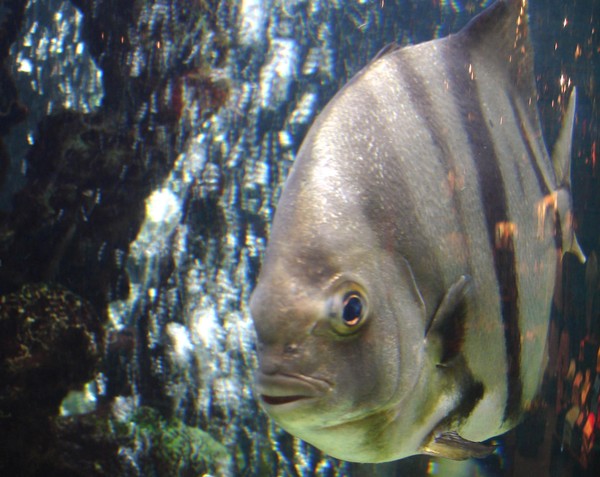 Tank you for looking at the fish
