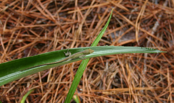lizard on leaf