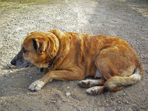 Old Boy