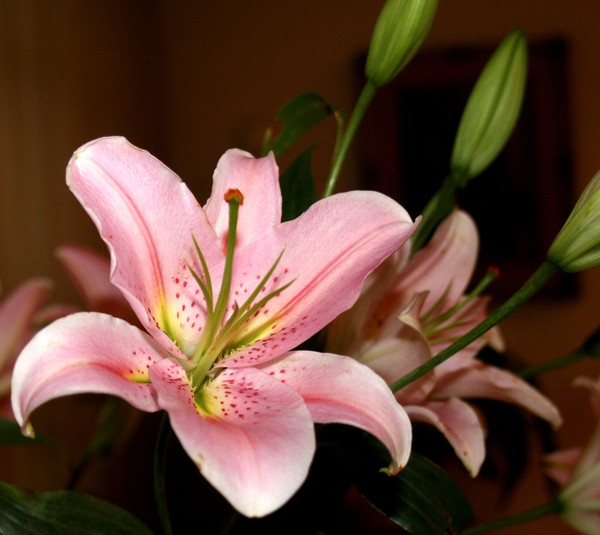 Lili's Lily