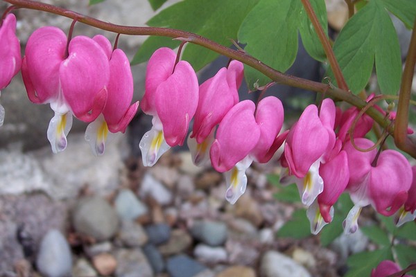 Bleeding Heart
