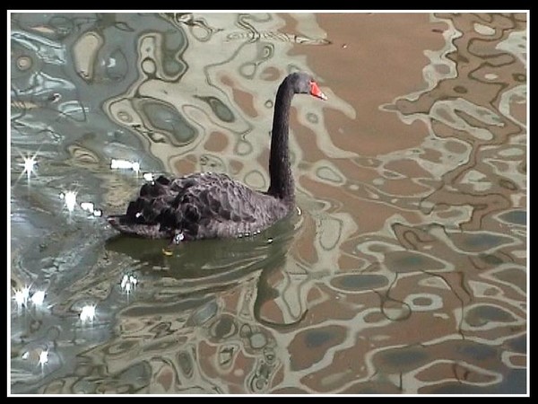 Black Swan