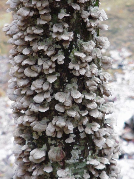 Fungus Among Us
