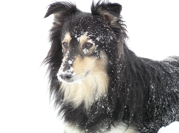Snow Dog